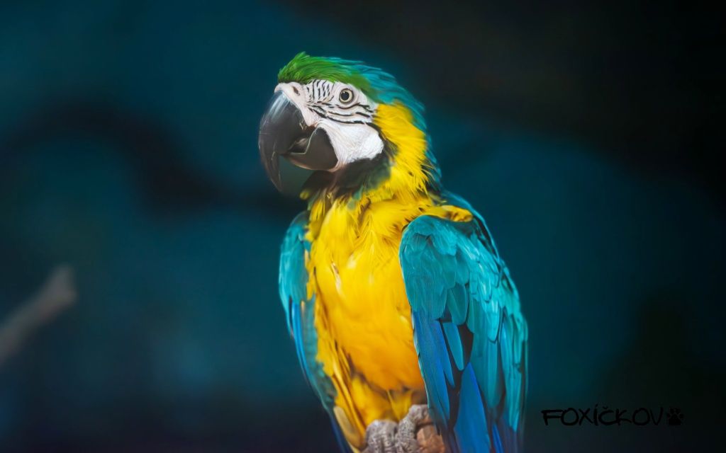 Jak vybrat správného papouška pro sebe a svou rodinu