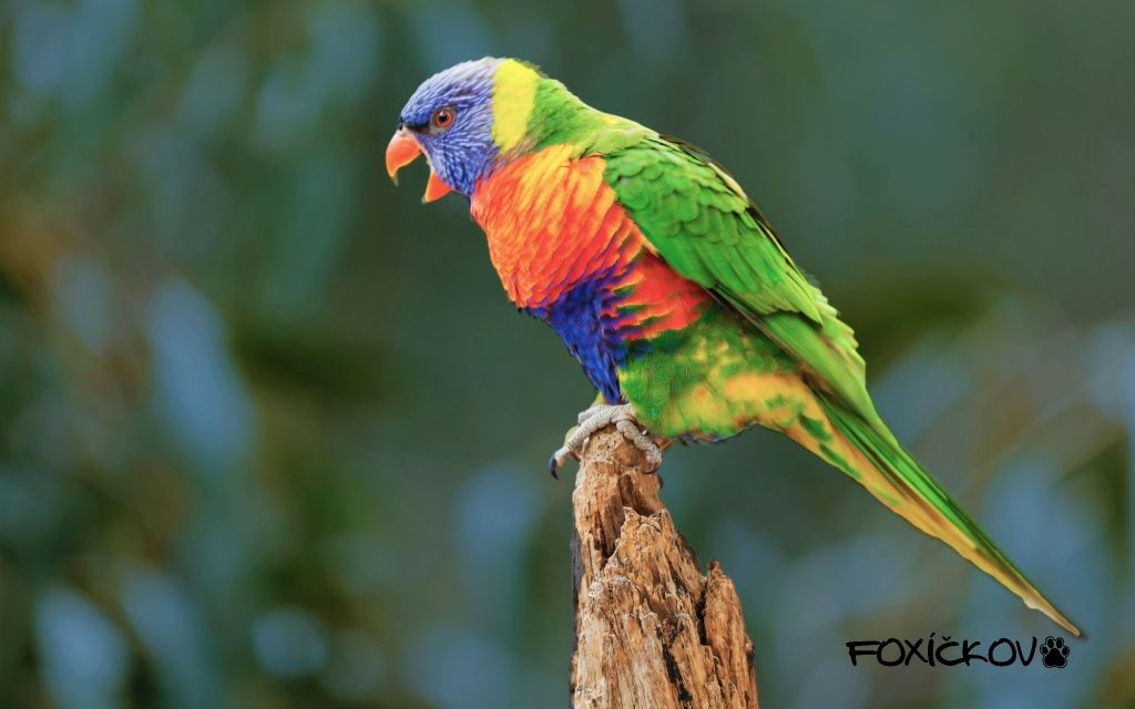 Jak zajistit, aby byl papoušek šťastný a zdravý