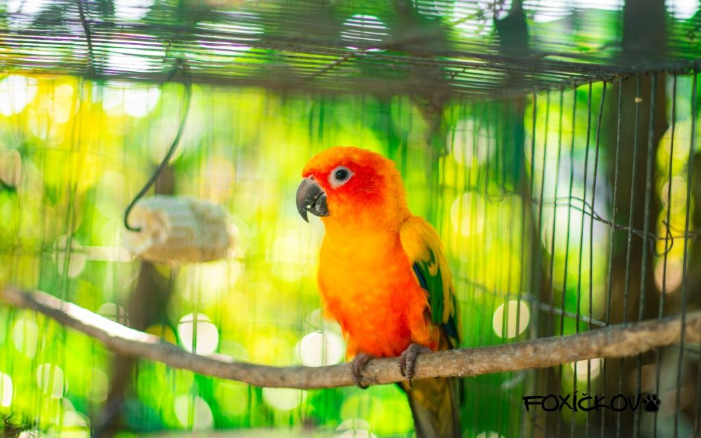 Jak vybrat klec pro papouška a jak ji vybavit?