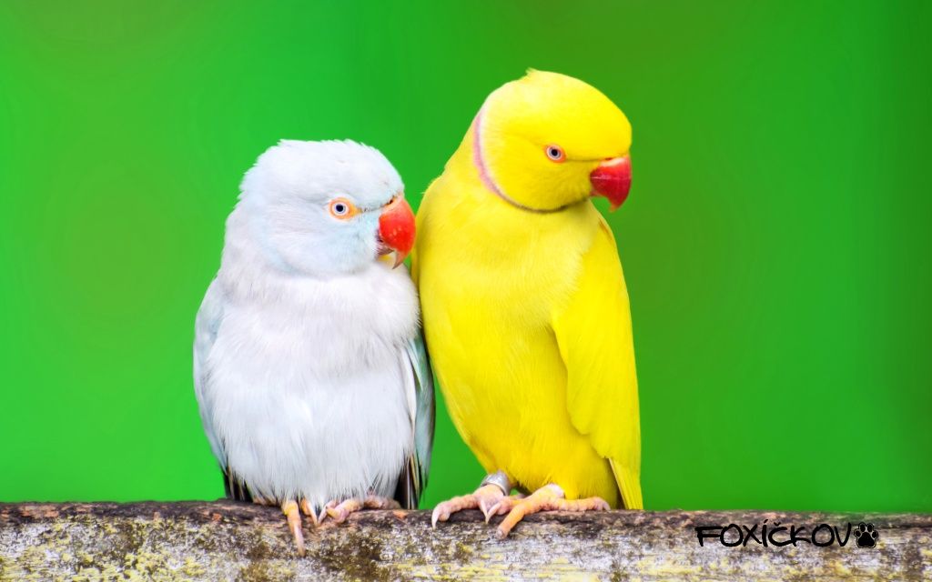 Jak vycvičit papouška? Základní rady, jak na to