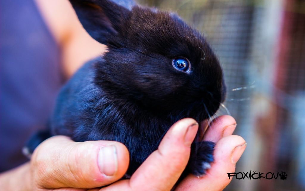 Vše, co potřebujete vědět o chovu králíků