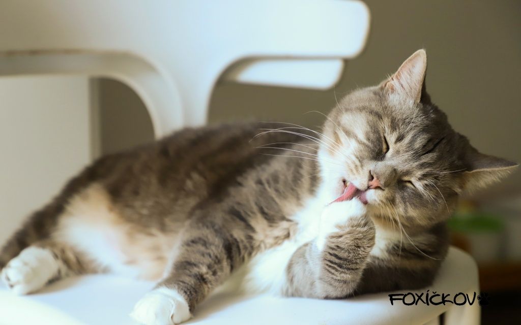 Co nesmí jíst kočka? 15 potravin, kterým se vyhnout za každou cenu